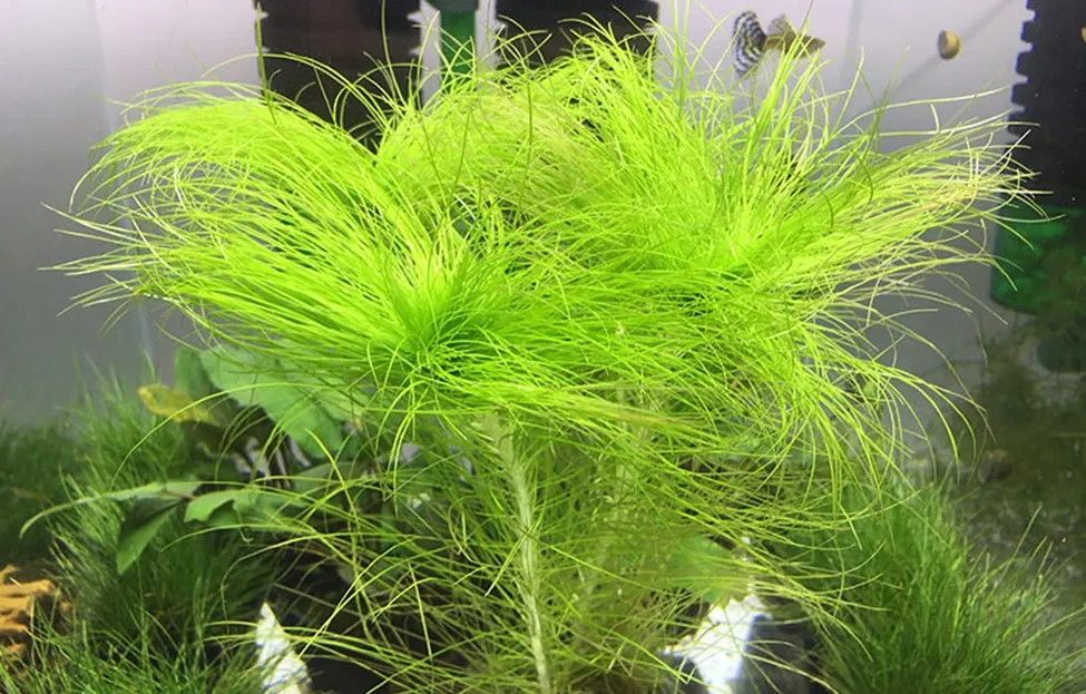 Ứng dụng cỏ đuôi ngựa trong việc làm sạch và lọc nước thải