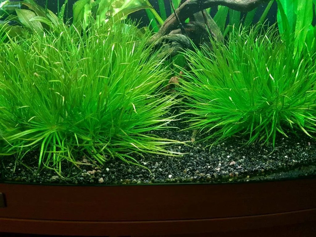 Cây thủy sinh cỏ Nhật lá nhuyễn, tạo thảm xanh cho bể cá