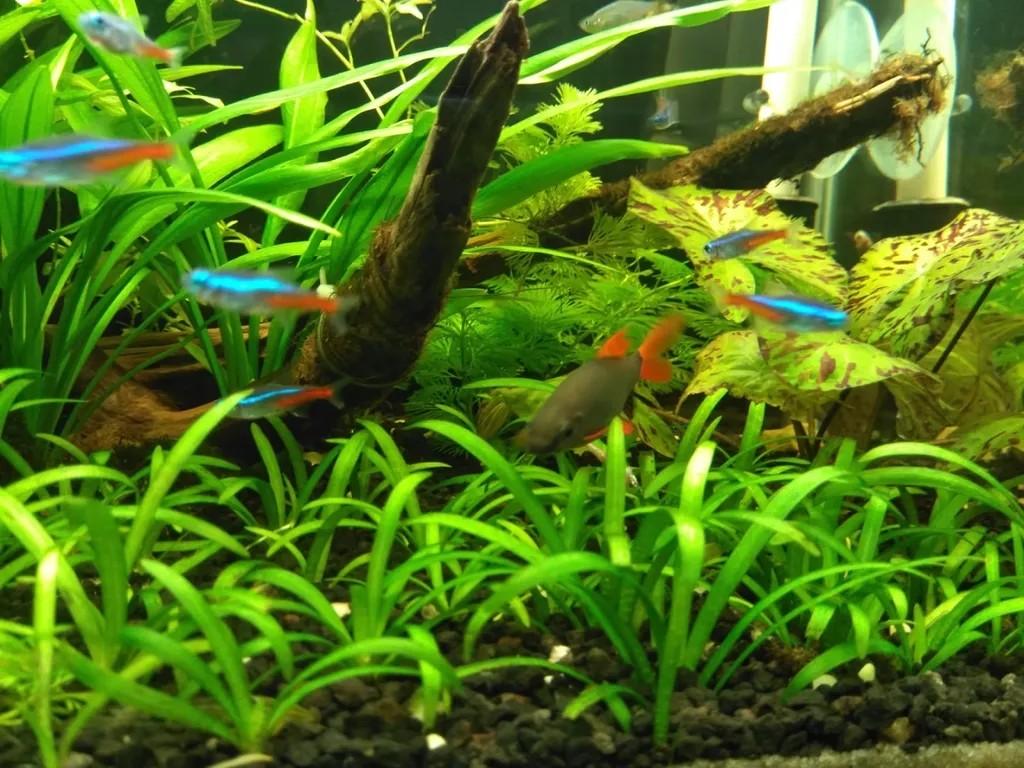 Cỏ thìa lá suôn, cây thủy sinh bể cá tạo thảm xanh tươi