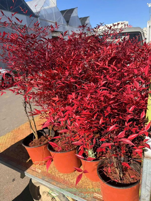 Cửa hàng bán cây năm thiên trúc đẹp giá rẻ