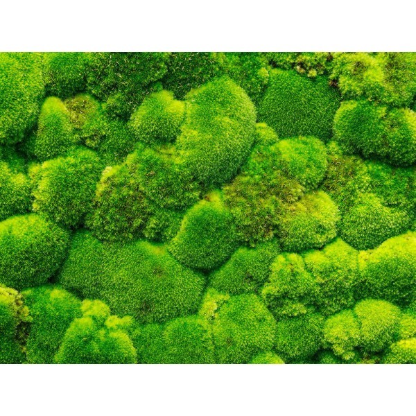 cushionmoss732981515726103 600x600 1