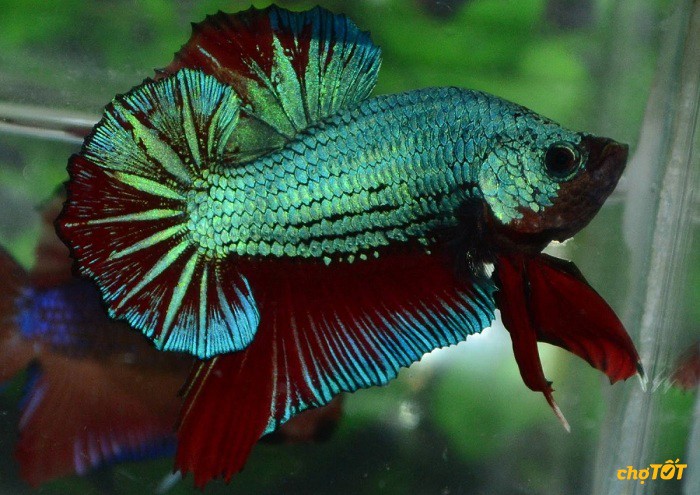 Cá Betta sinh sản