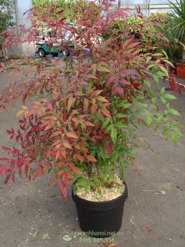 Đặc điểm cây cảnh nam thiên trúc lá đỏ