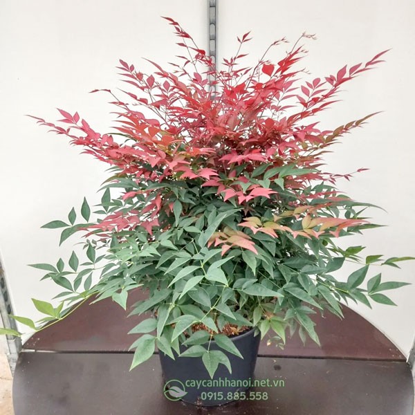 Đặc điểm cây nam thiên trúc Nandina