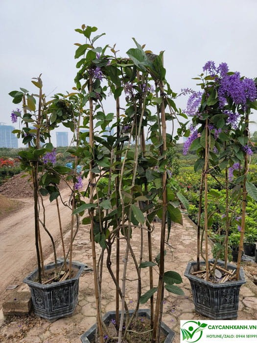 Chậu cây mai xanh cao 2m