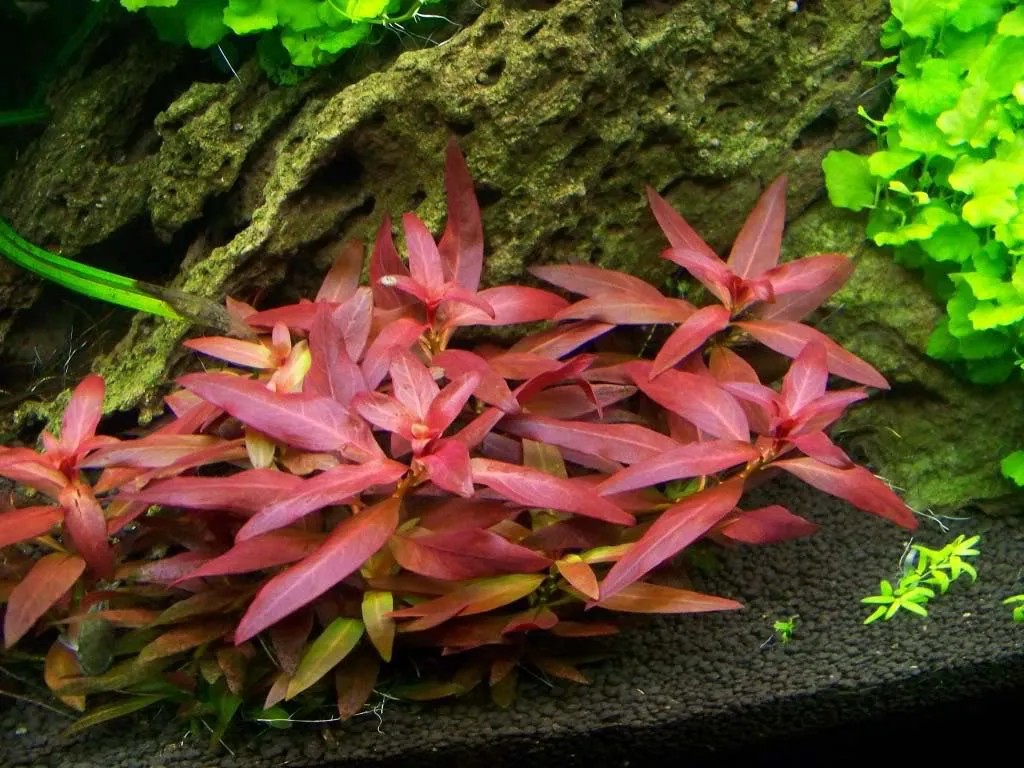 Đại Hồng Điệp, cây thủy sinh bán cạn màu đỏ đô tạo điểm nhấn