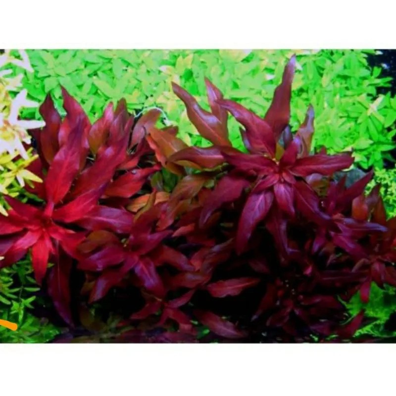 Hồ thủy sinh trang trí Đại Hồng Điệp, cây bán cạn độc đáo