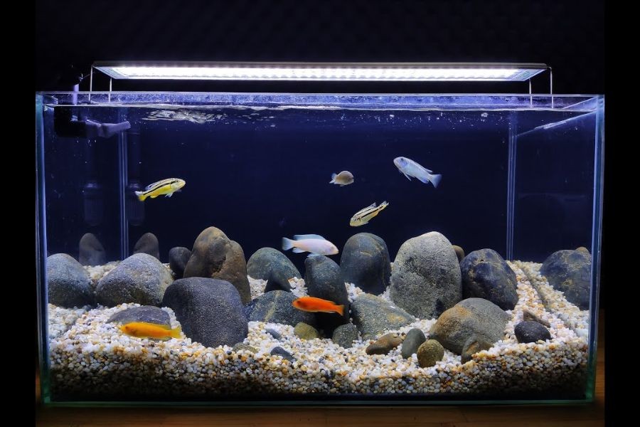 Sử dụng và điều chỉnh mức ánh sáng của đèn phù hợp.