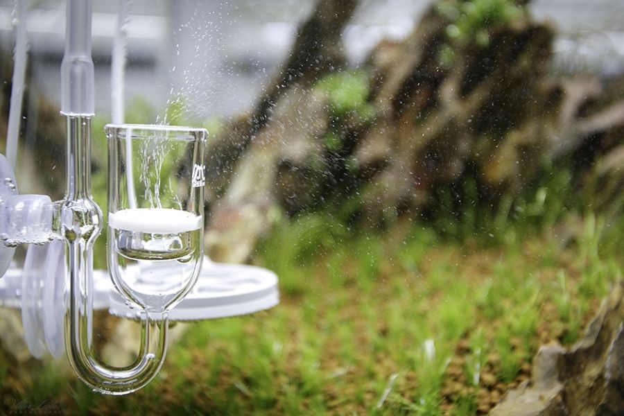 Trang bị hệ thống lọc và bơm khí CO2 cho hồ thủy sinh.