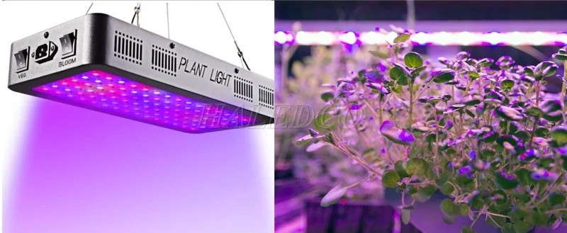 Đèn led bể thủy sinh TS