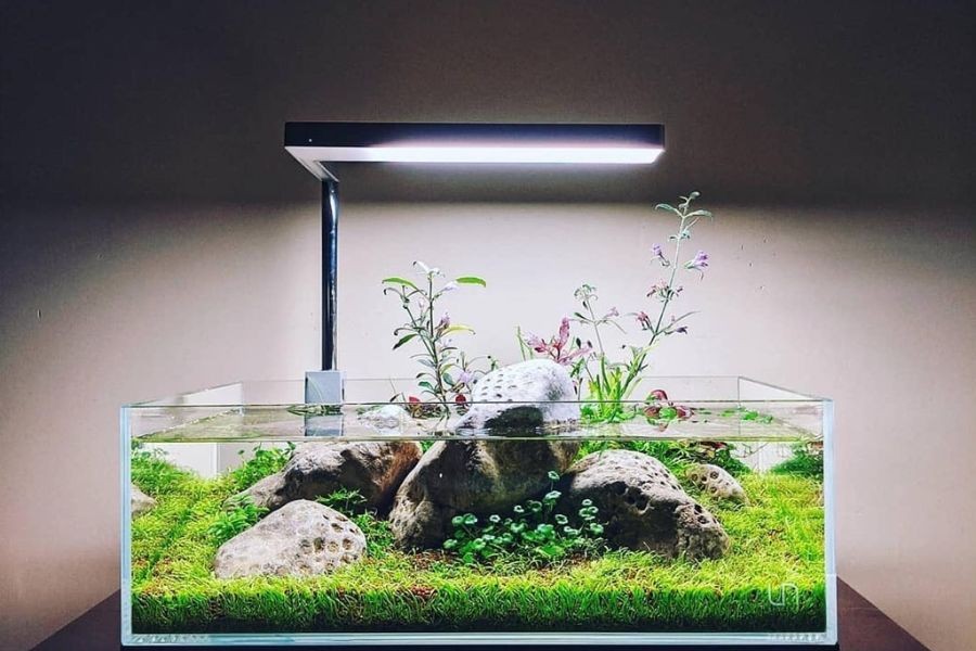 Đèn hồ cá cung cấp ánh sáng cần thiết cho sinh vật.