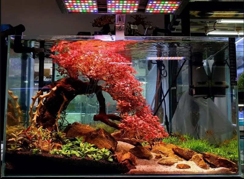 Đèn thủy sinh WRGB