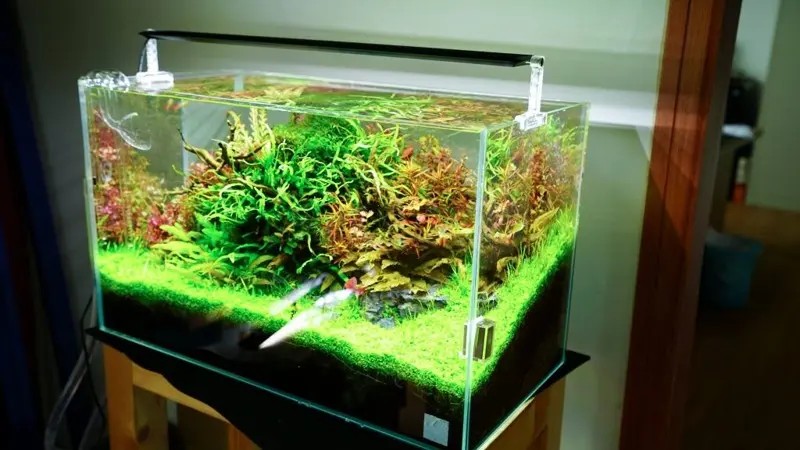 Đèn trang trí thủy sinh chihiros a2