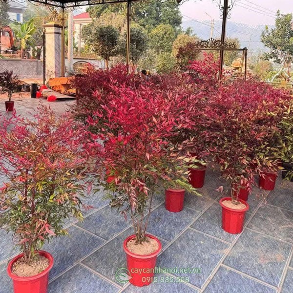 Địa chỉ mua bán cây năm thiên trúc đẹp tại Hà Nội