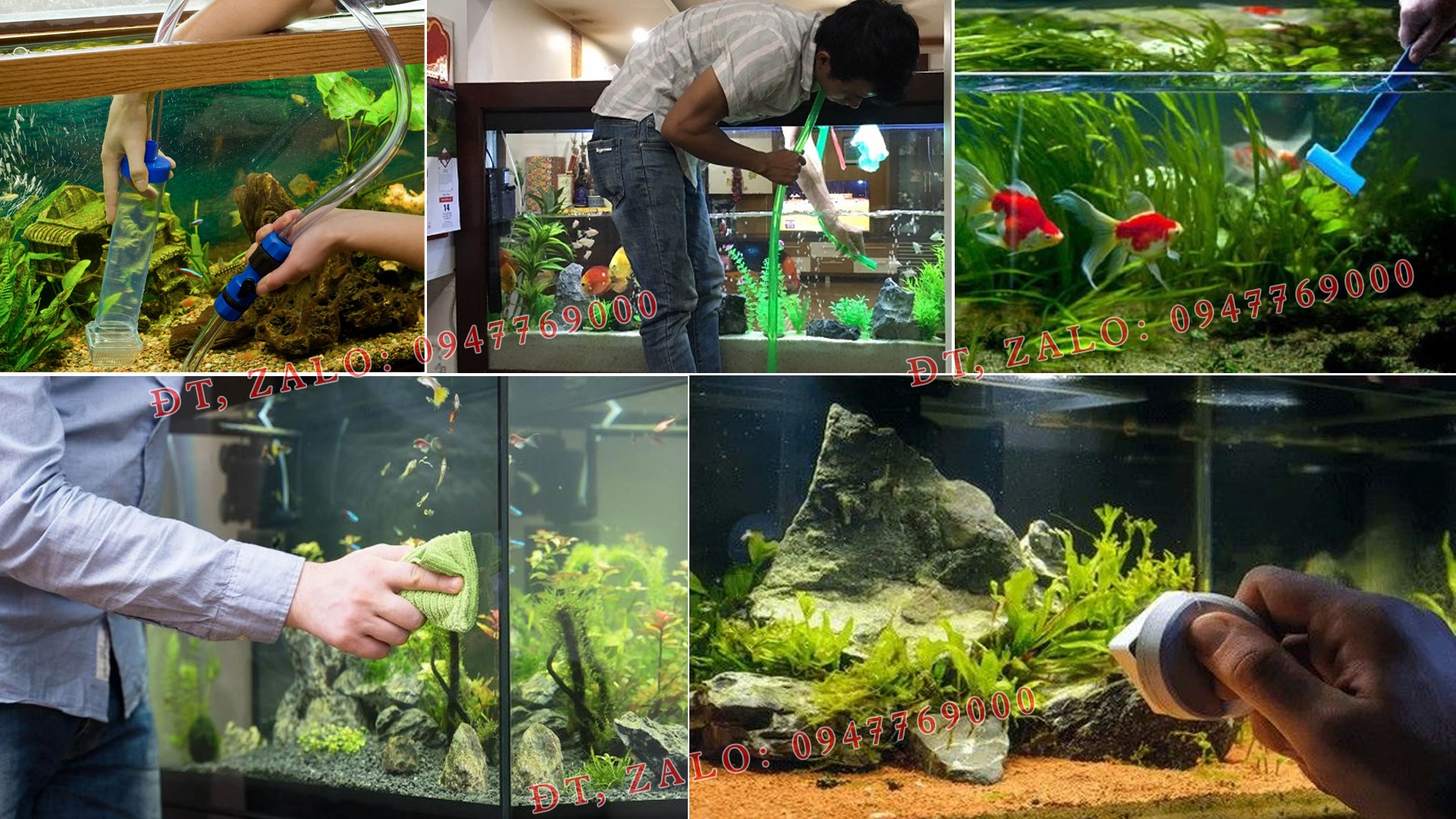 Dịch vụ vệ sinh hồ cá, bể cá thủy sinh
