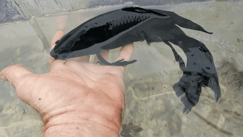 Doi voi nguoi menh Moc nuoi ca Koi mau den la hop nhat, mang den nang luong vo cung tich cuc