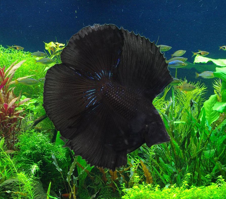 Cá Betta Doubletail Black với cấu trúc đuôi chia hai nhánh độc đáo