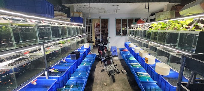 Trại cá Bảy Màu Đức Đỗ Guppy & Betta