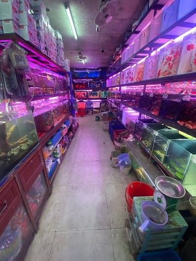 Cửa hàng cá cảnh Phi Long
