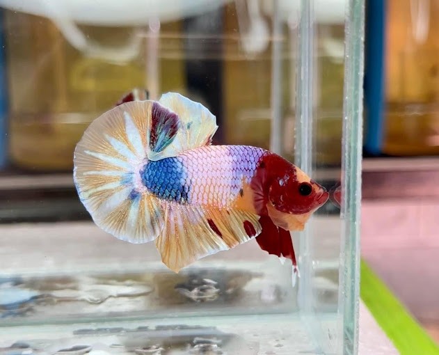 Cửa hàng cá Betta Cần Thơ