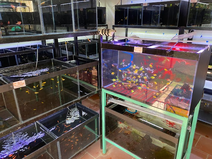 Trại cá cảnh Tuấn Guppy
