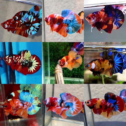 Cửa hàng cá Betta Cần Thơ Ninh Mèo House