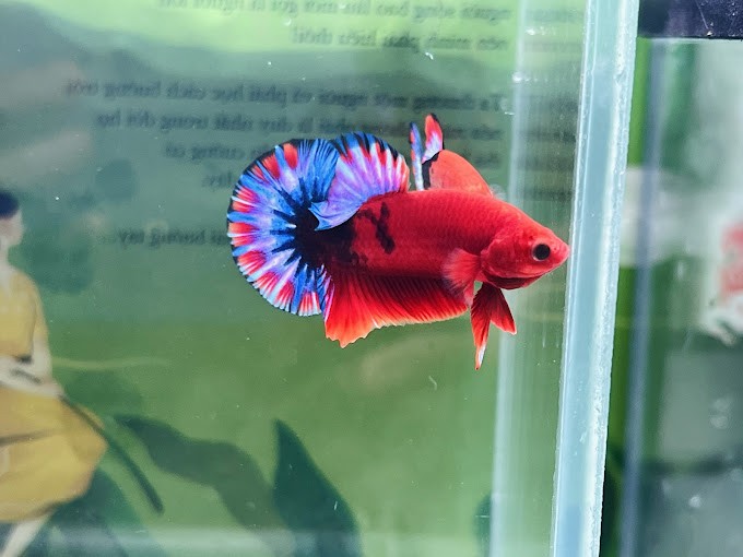 Cửa hàng cá Thảo Betta Pluss