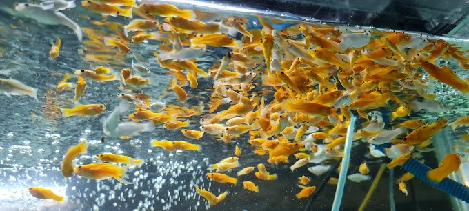 Cửa hàng cá cảnh PHT