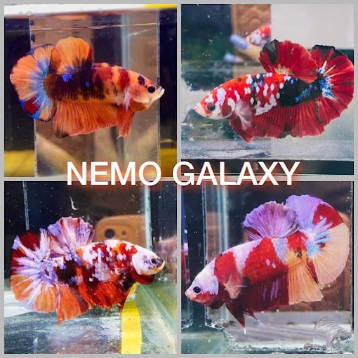 Cửa hàng cá cảnh Sun Cường