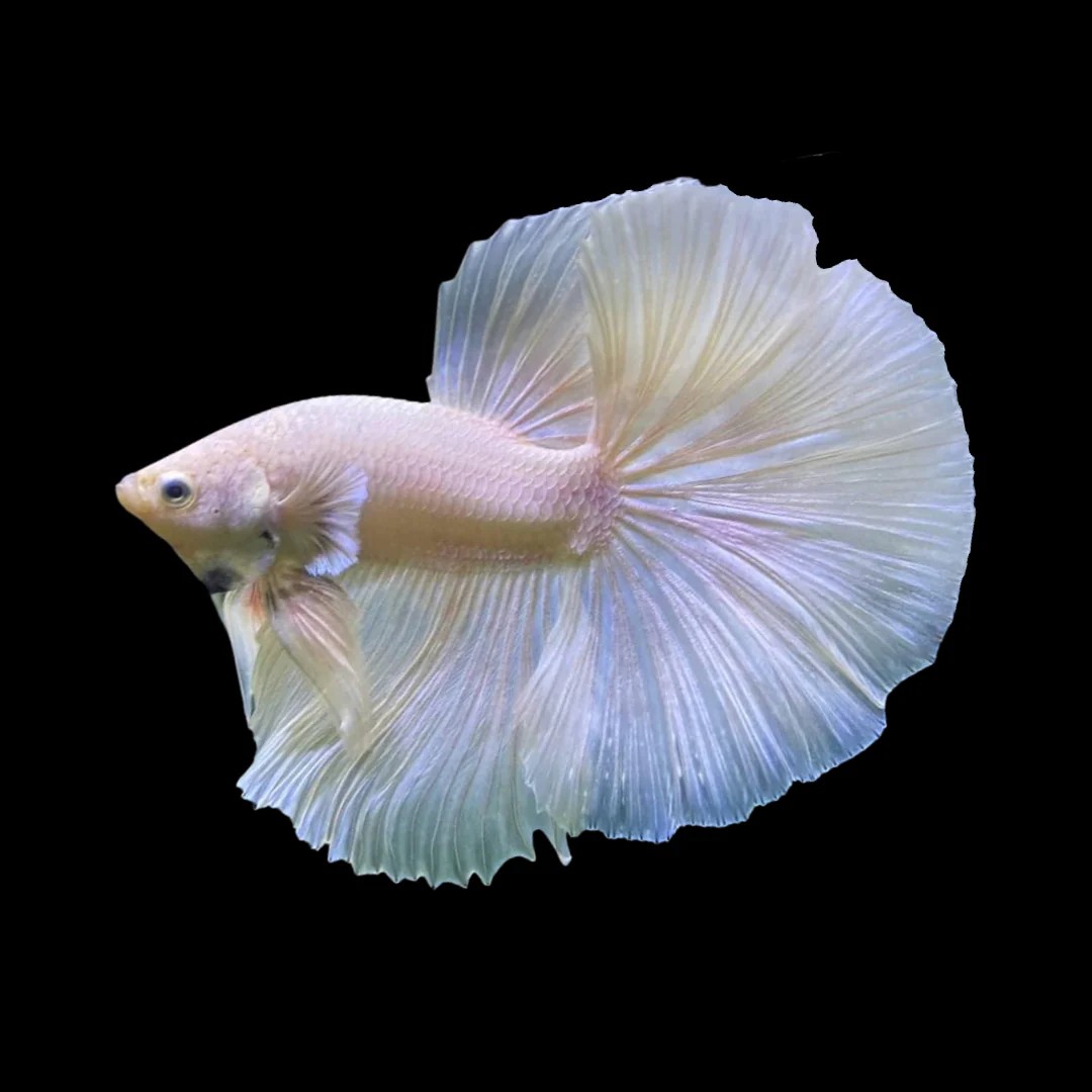Cá Betta Super White