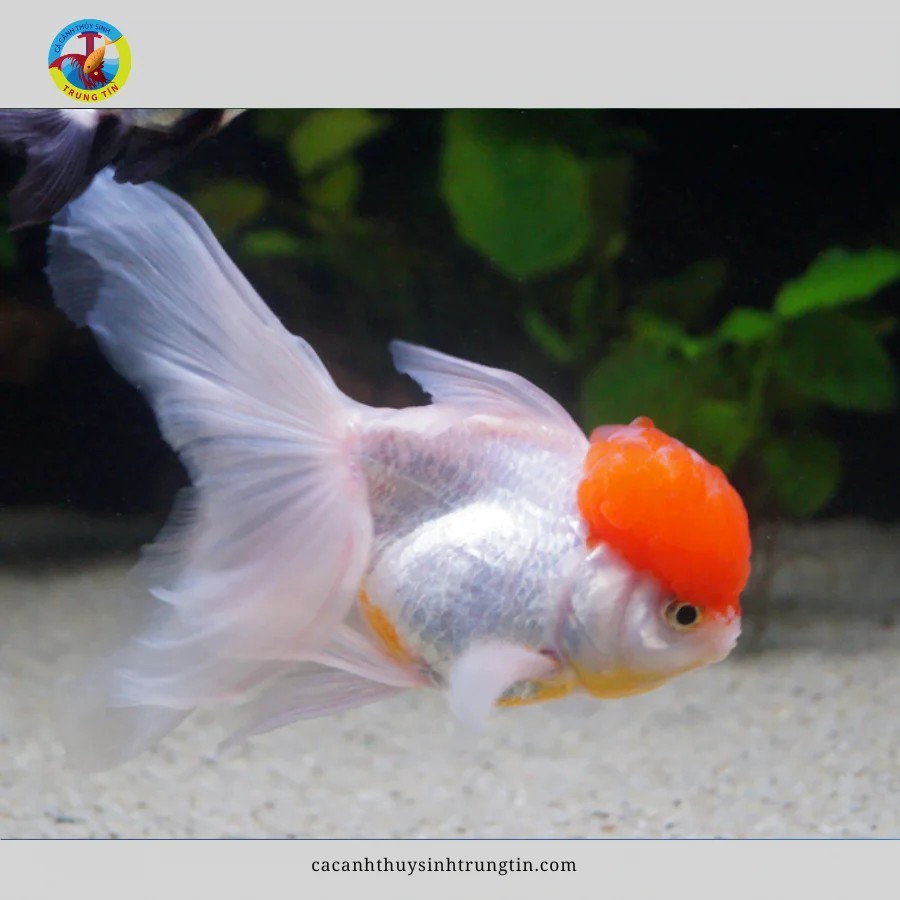 Vẻ đẹp thanh tao của cá ba đuôi Hạc Đỉnh Hồng