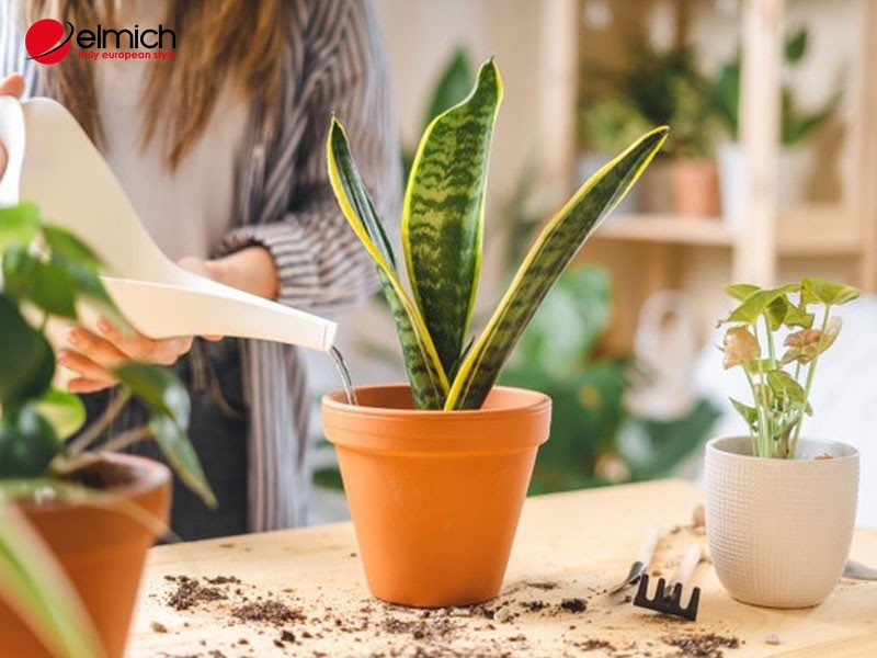 Hình 6: Chăm sóc cây vĩ hổ phát triển tốt sẽ càng giúp tăng vượng khí