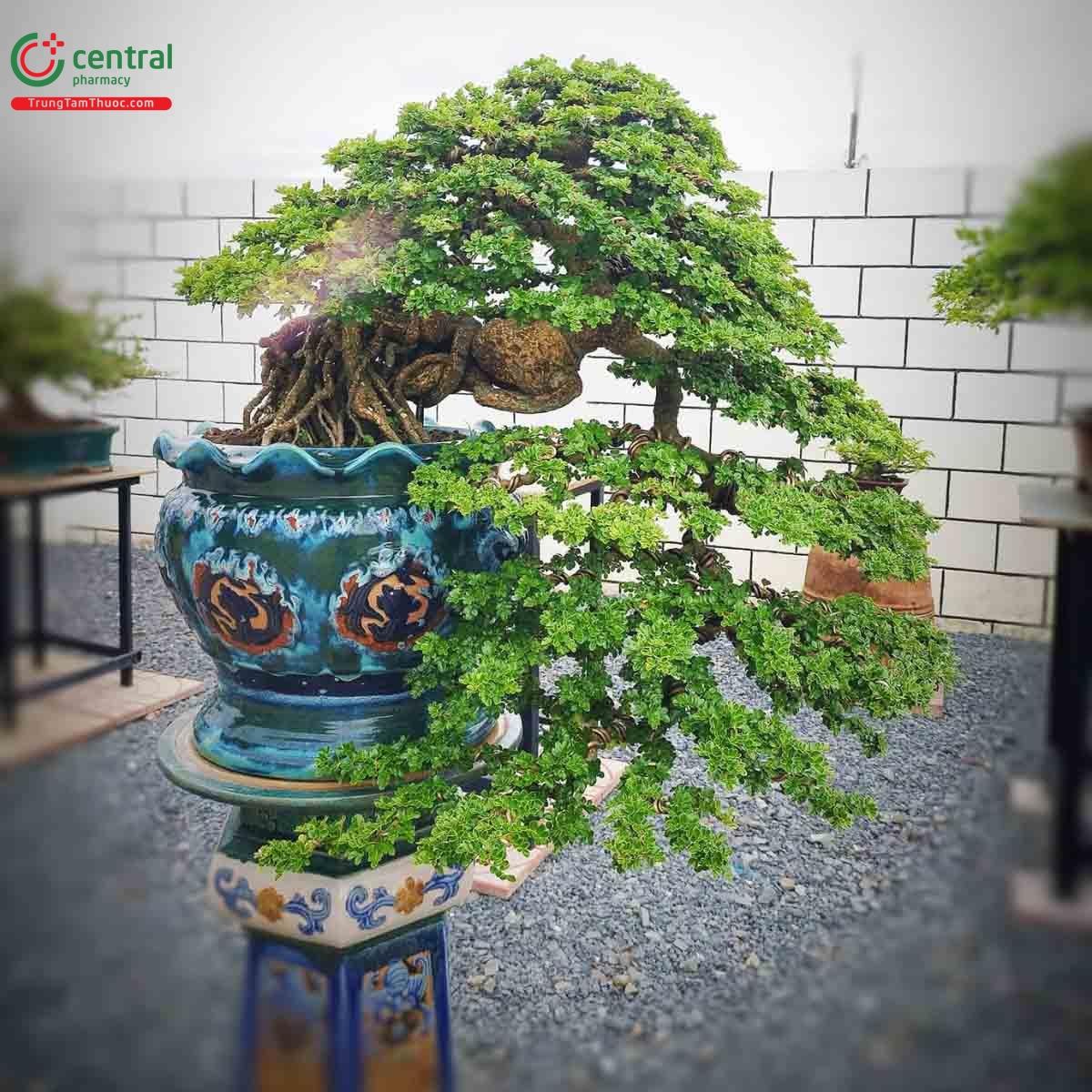 Hình ảnh cây Cần thăng đổ ôm chậu