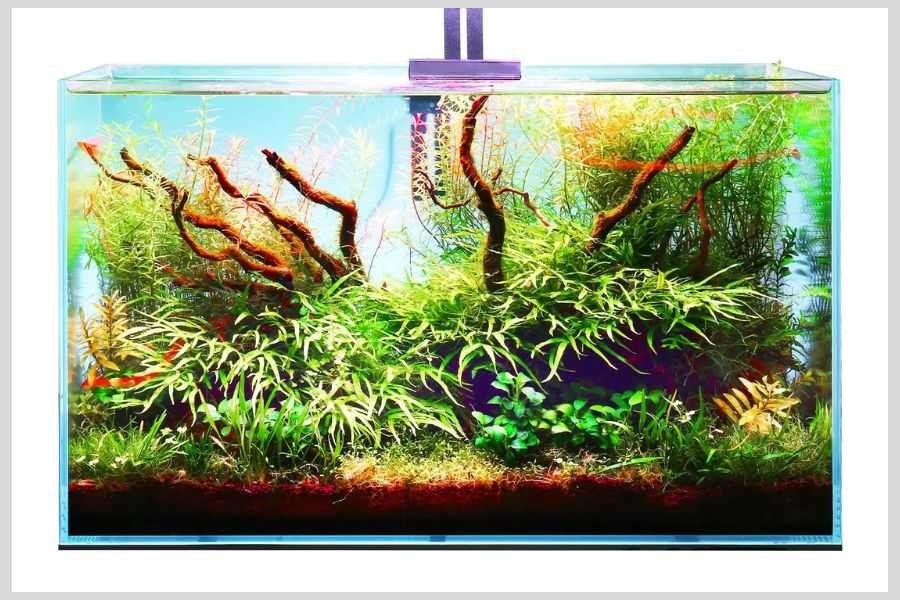 Sau khi hoàn tất trang trí hồ bạn có thể thả cá vào bể.