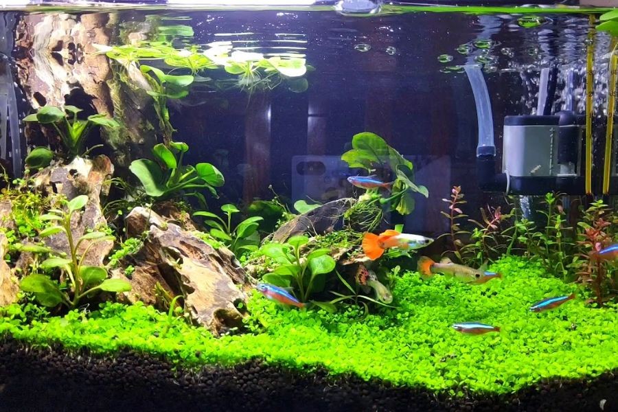 Bạn có thể chọn nuôi nhiều loại cá cảnh trong bể thủy sinh.