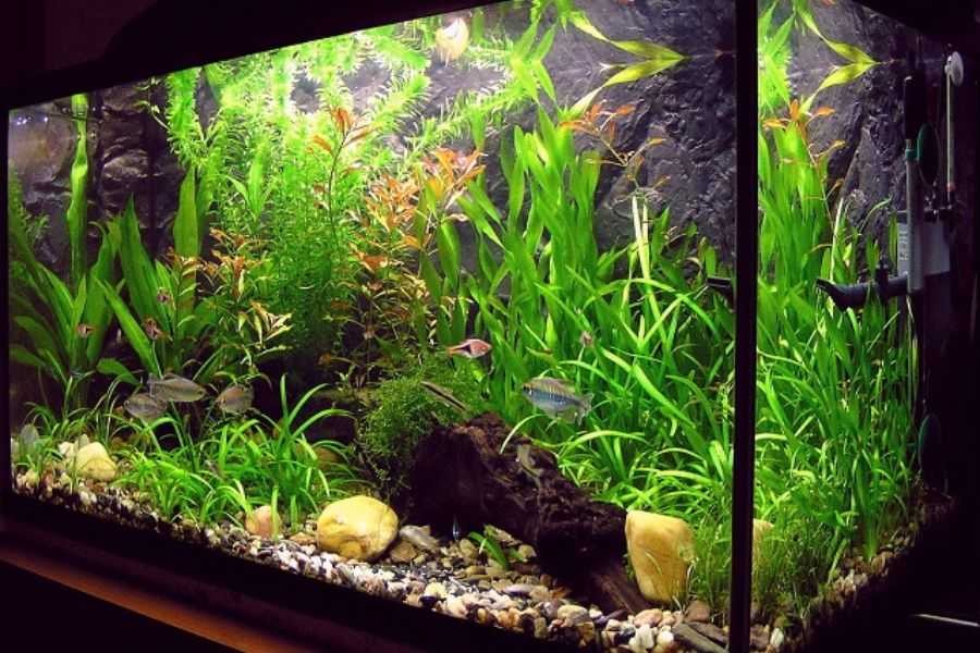 Bể thủy sinh đẹp với những cây thủy sinh dáng dài.