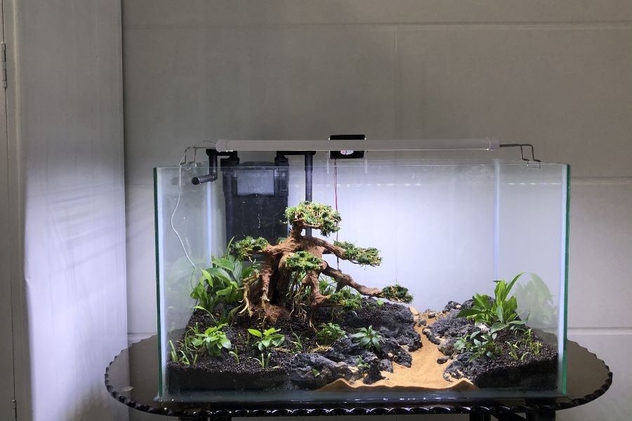 Bể thủy sinh giúp tăng tính thẩm mỹ cho không gian sống.