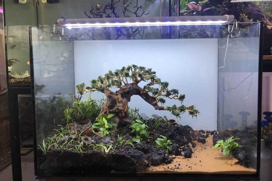 Hệ thống lớp đất phân nền rất quan trọng trong bể thủy sinh.