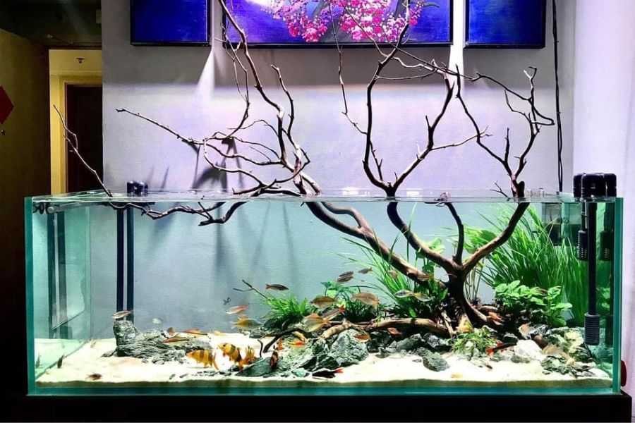 Kiểu dáng bể thủy sinh dài và thoáng đãng.
