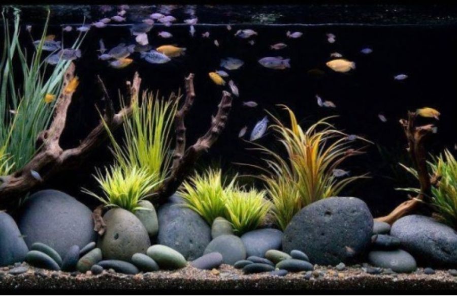 Hồ đá với cách sắp xếp đá nghệ thuật.