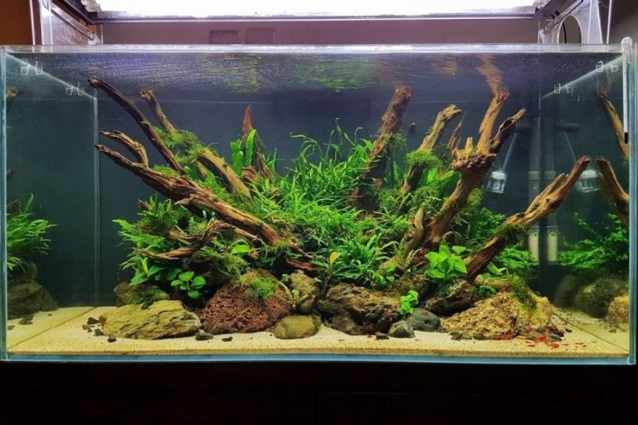 Hồ thủy sinh với rêu, ráy và lũa tạo cảm giác hoang sơ.