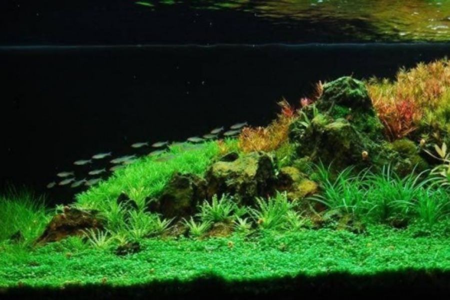 Phong cách thủy sinh tự do cho phép sáng tạo không giới hạn.