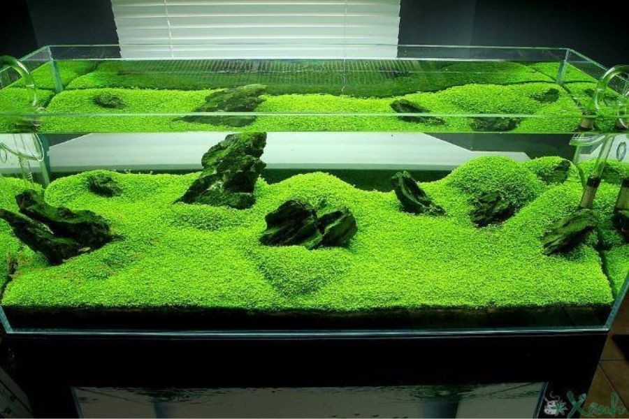 Các phong cách hồ thủy sinh phổ biến như hồ thảm.