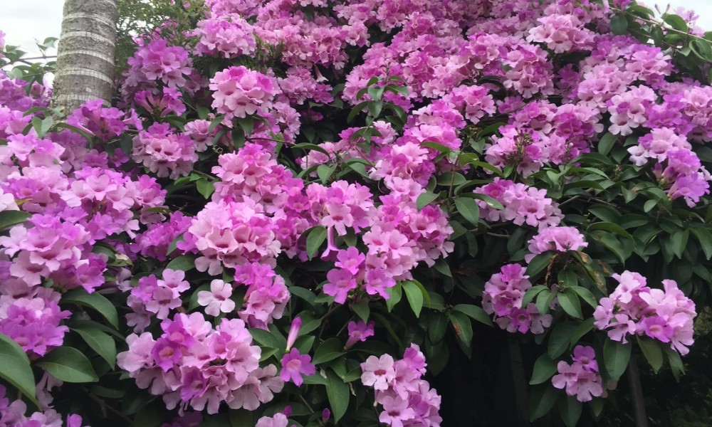 hoa lan toi y nghia cach trong va cham soc 1 1