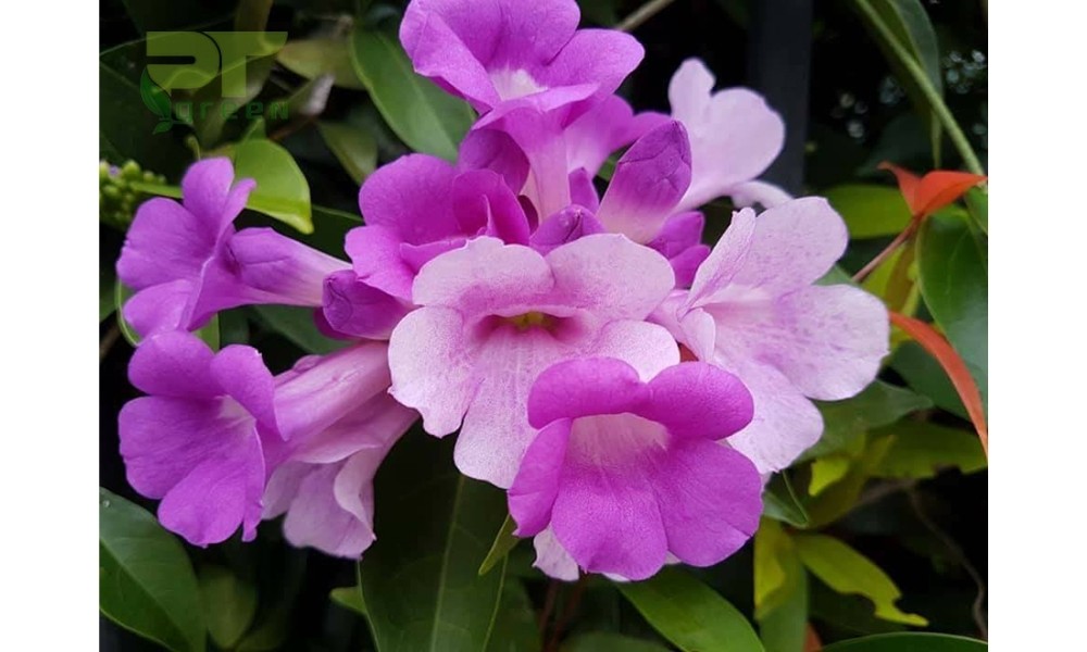 Hoa lan tỏi mọc thành từng chùm có màu tím pha trắng