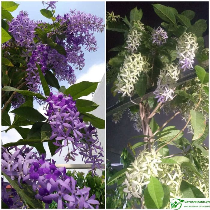 Hoa mai xanh sau khi nở sẽ đổi màu từ xanh sang tím