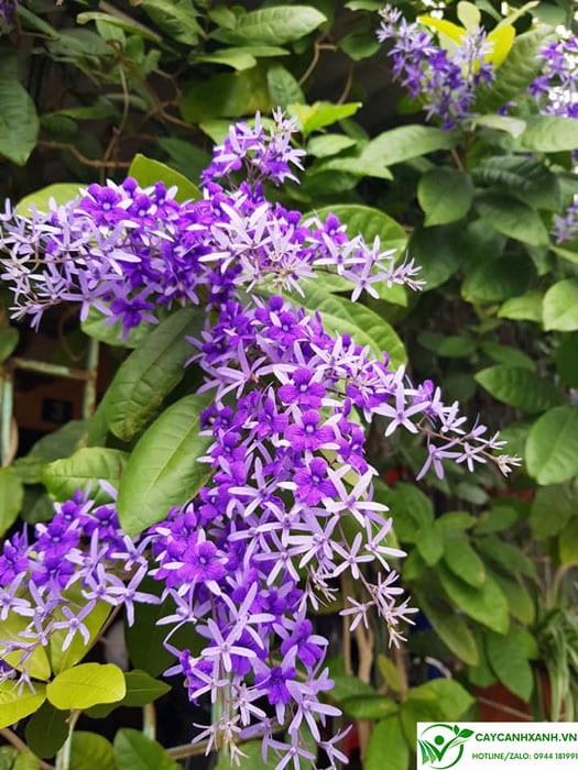 Hoa mai xanh thái nở mùa nào?