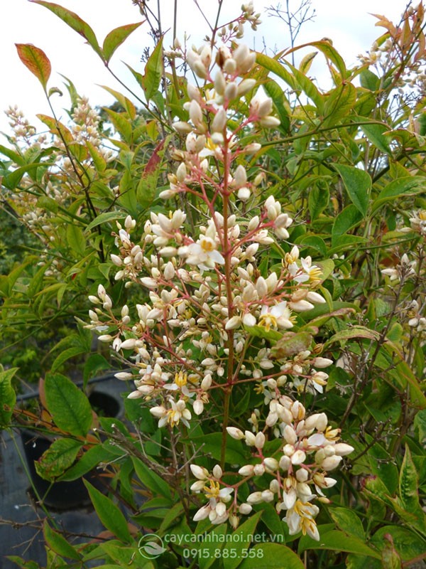 Hoa nam thiên trúc có màu trắng