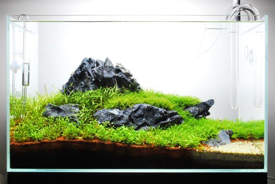 hothuysinhbocucda01 1