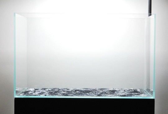 Sử dụng phân nền ADA Penac P và ADA Penac W giúp ngăn ngừa ký sinh